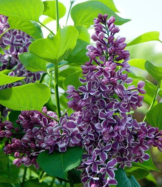 Syringa vulgaris 'Sensation' 120cm kmienok